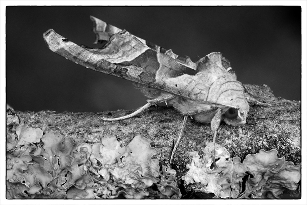 16 Angle Shades Moth